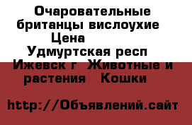 Очаровательные британцы вислоухие › Цена ­ 3 500 - Удмуртская респ., Ижевск г. Животные и растения » Кошки   